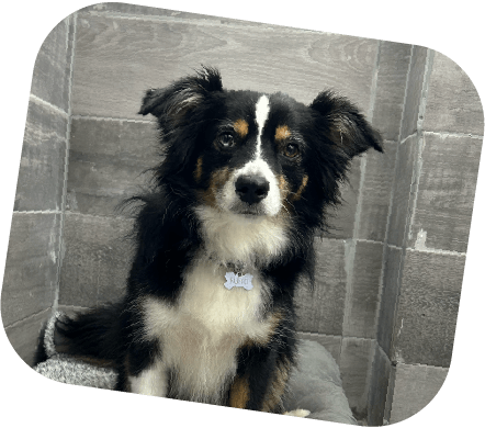 Dog Camp Servicio de hotel