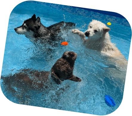 Pool Party Dog Camp